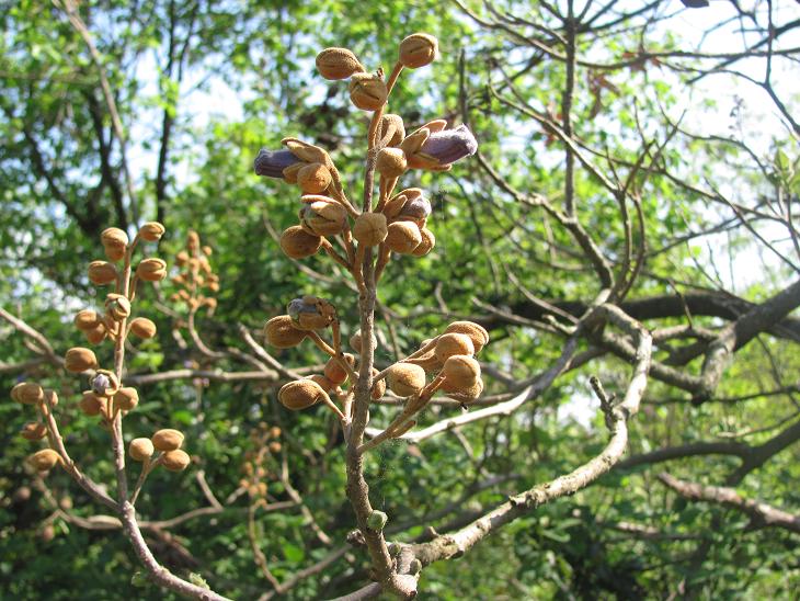 Paulownia tomentosa / Paulownia